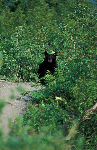 AK_060_200507_PRN.jpg
